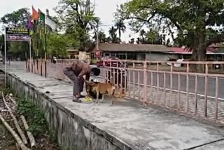 "Animal"a volunteer organization of chirang provide food for street animal