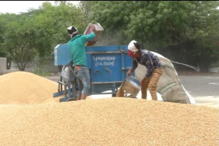 wheat procurement centers in sirsa