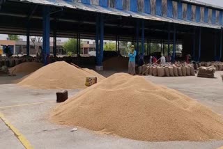 Wheat procurement started in Rohtak