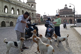 बेजुबान जानवरों को खिलाया जा रहा खाना