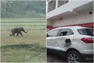 one elephant created chaos in Chaibasa