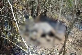 Elephant dead body found in Pattharbasa forest in chaibasa