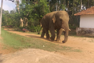 wild elephant coming to the  village