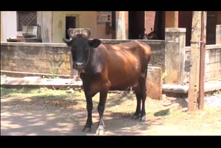 Due to the lockdown, there are no food to eat to street cows