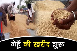 5 thousand quintal wheat purchase in hodal mandi