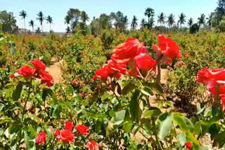 ಬಾಡಿ ಹೋದ ಹೂ ಬೆಳೆಗಾರರ ಬದುಕು