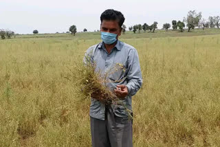 It is difficult to get the price of harvesting the damaged gram crop due to unseasonal rain and hail