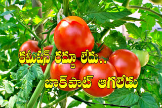 tomatao price low in andhrapradesh