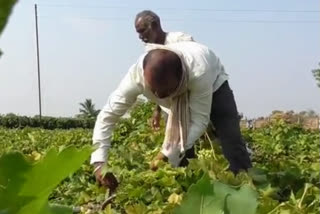 mp sanjay patil on Grapes damaged