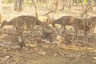 Deer gives birth to 13 young deer in lockdown in jamshedpur