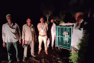 panther has been caught in the cage from the dhank village of Upleta taluka