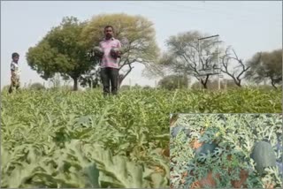 yadgiri farmers facing problems