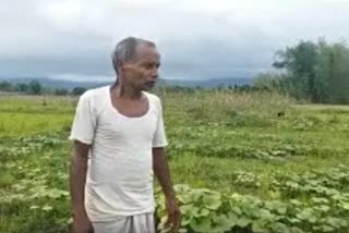 Farmer facing big loses at Dhemaji for Lockdown