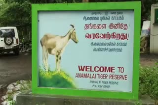 pollachi-anaimalai-tigers-death-issue-investigation-initiated