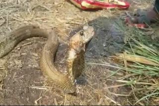 cobra in sangli