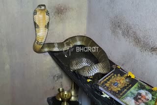 Snake protection by Pawan Naika