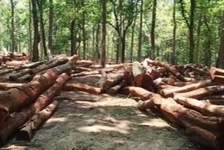 മലപ്പുറം  malappuram  ലോക്ക് ഡൗൺ  Teak sales in Nilambur fell3  lock down