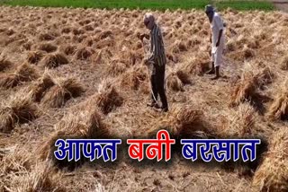 wheat crop affected due to rain in radaur