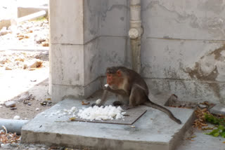 university staff who fed to animals in Devanagari