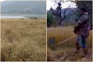 farmers are cutting wheat from machine