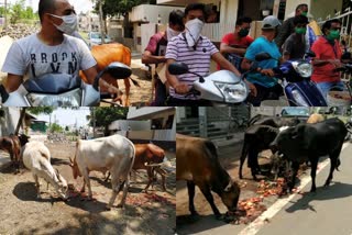 ಪ್ರಾಣಿಗಳಿಗೆ ಆಹಾರ ಒದಗಿಸುತ್ತಿರುವ ಯುವಕರು