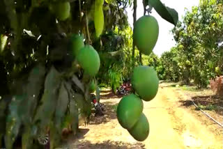 Hanagal mango growers Anxious