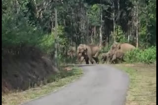 Kodagu coffee plantation to road cross wild elephant