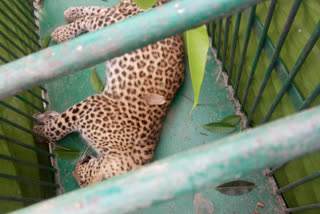 forest department rescued the leopard