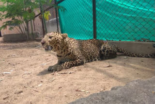 injured Leopard  of Achanakmar Tiger Reserve is healthy in Raipur