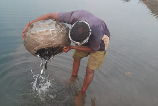 Fish farming will be done in closed stone mines