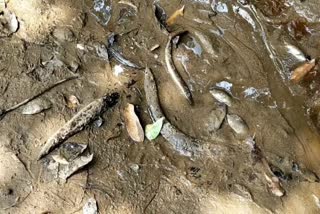 Fishes died by drinking poisonous water at Belgandi