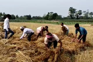 बारिश से फसलों को नुकसान