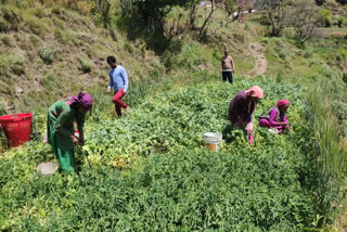 people of Mandi are not getting the right price for the pea crop