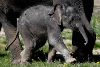 The female calf, the offspring of parents Tamara and Ankhor, was born in late March but was presented to a few members of the media on Tuesday.