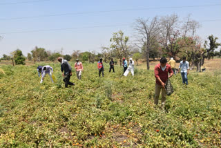 farmer distributing free vegetables