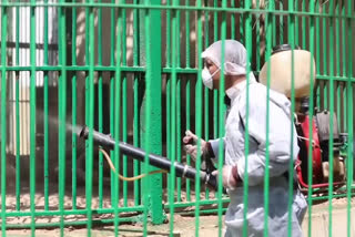 Animals at Egypt's Giza Zoo peer out from inside their enclosures as workers spray disinfectants across the zoo.