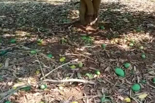 huge damage to the mango crop by the unexpected rain in siddipet district