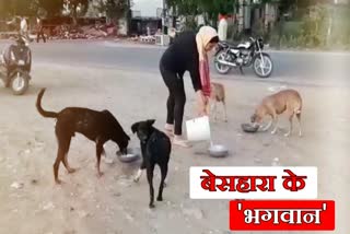 food for Stray dog in rewari