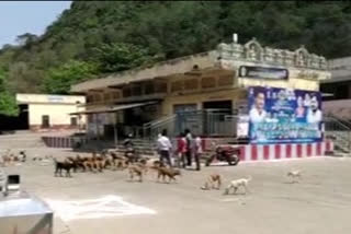 dogs suffer for food in east godavari dst