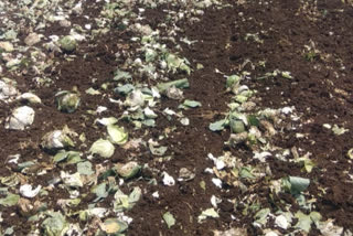 corona virus effect  Farmer destroyed cabbage osmanabad  osmanabad latest news  उस्मानाबाद लेटेस्ट न्युज  कोरोनाचा शेतकऱ्यांवर परिणाम