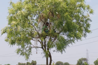 Teacher taking online clases atop a tree in Bankura