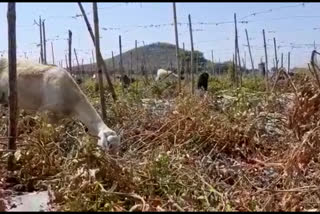 Farmer scrap his tomato crop in Latur