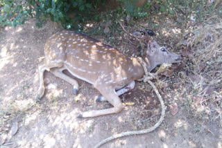 dog attacks a chital animal that came to the village in search of water