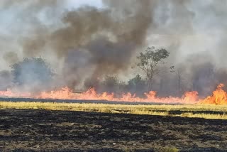 fire in field