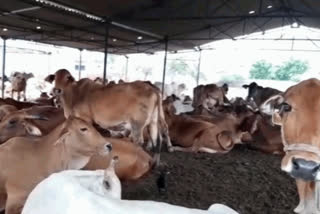 Three lakh animals will be vaccinated in Bhiwani