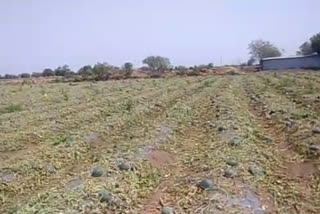 Watermelon Destroyed in the yard