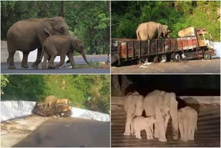 തണ്ടര്‍ബോള്‍ട്ട് നാടുകാണി ചുരം  ആനശല്യം നാടുകാണി  മാവോയിസ്റ്റ് ഭീഷണി  wild elephant in nadukani hairpin  thunder bolt in nadukani