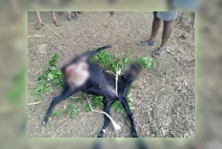 Leopard attack: Goat death in Santhemaroor