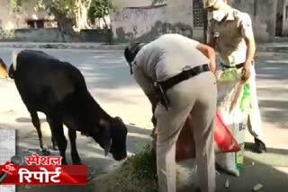 Delhi Police feeding fodder animals in lockdown