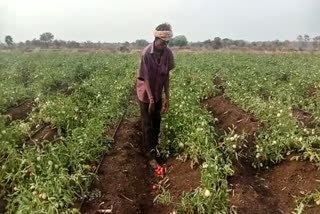 physically challenged former losses tomato